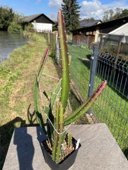 Heliocereus speciosus